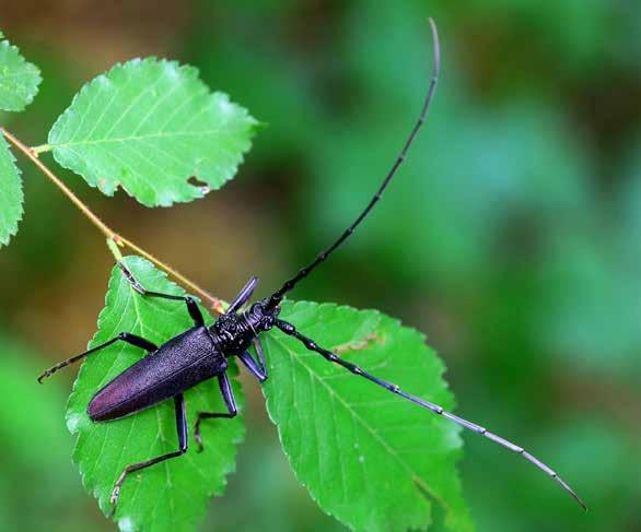 Nagy hőscincér Cerambyx cerdo (Linnaeus, 1758) A monitorozás célja A kifejlett bogarak június-júliusban repülnek. Az imágó alkonyatkor aktív, tápnövénye törzsén, ágain mozog, illetve repül is.