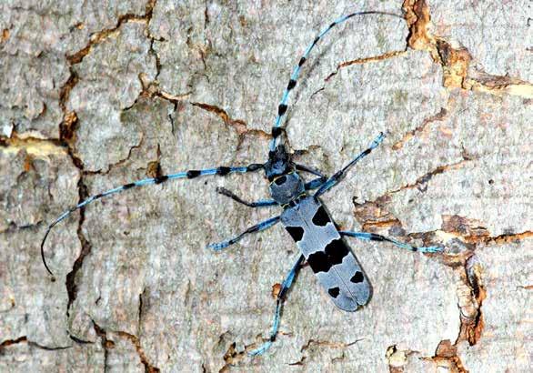 Havasi cincér Rosalia alpina (Linnaeus, 1758) A monitorozás célja A havasi cincér országos elterjedésének pontosítása a jelenlét/hiány kimutatásával, illetve az állományok hosszú távú változásának