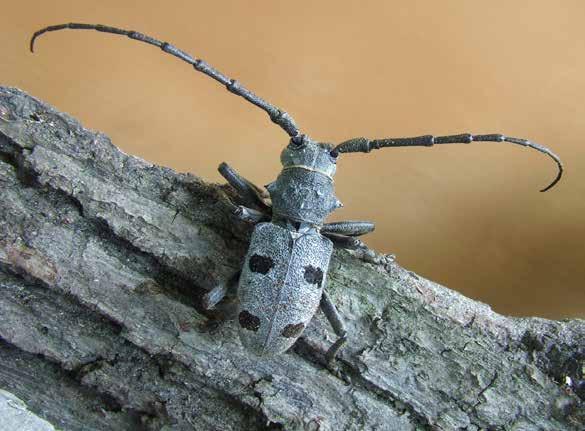 Gyászcincér Morimus funereus (Mulasant, 1862) A monitorozás célja A gyászcincér országos elterjedésének pontosítása a jelenlét/hiány kimutatásával, a kiválasztott élőhelyeken az állományok hosszú
