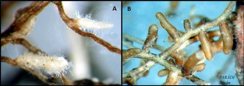 EM gyökércsúcsok fehér fűz (Salix alba) gyökéren. A.