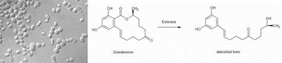 Biotranszformáció Egy veszélyes, toxikus anyag átalakítása nem toxikus formára Egy mikotoxin, a