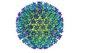 A herpes vírus család tagjai A human herpes vírus családnak jelenleg nyolc identifikált tagja van.