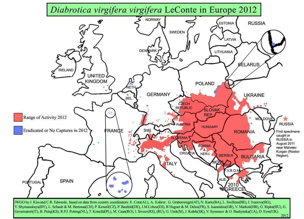 Cry1Ab, Cry9F, Cry1F és Cry1Ac toxint termelő Bt kukoricahibridek termesztése (GMOcompass). A Cry1 alcsaládba tartozó Cry1F fehérjét a B. thuringiensis var. aizawai törzs termeli. 2.3.
