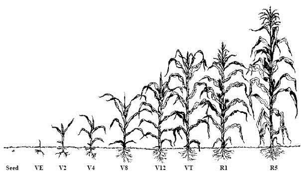 6/a. ábra: A felvételezések során figyelembe vett kukorica fenológiai stádiumai (Ritchie et al., 1992).