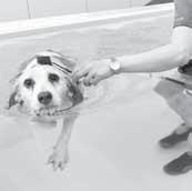 1 9 schopnosť pohybu musí ostať po telesnej stránke fit. veterinár radí Artrotické kĺby u Dobré osvalenie zadných končatín vždy pomáha spevniť psíkov kĺby, akokoľvek poškené progresivitou choroby.