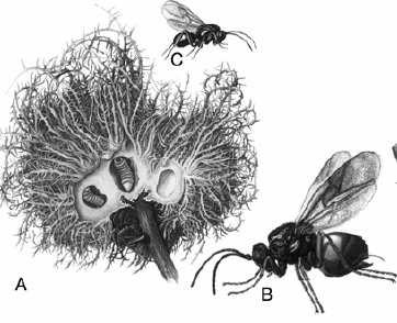 elıfordulnak (Ambrus, 1974). Leggyakoribb gazdanövényeik a: Rosa canina, R. dumalis, R. rubiginosa, R.villosa, R. sherardi és R.rubrifolia (Stille, 1984).