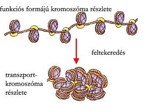 A transzportkromoszómák két kromatidából épülnek fel, amelyek a befűződési pontban kapcsolódnak egymáshoz.