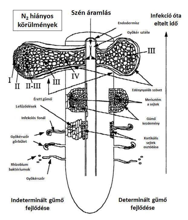 Irodalmi áttekintés 1. ábra Az indeterminált és determinált gümők kialakulása(crespi és Galvez 2000).