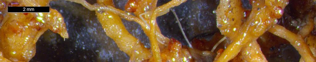 bennük már egyszerű nagyító alatt is az 1 mm-t alig elérő, gömbölyded, illetve körte alakú fehér nőstényeket (Andrássy és Farkas 1988). A kártétel gazdanövényenként változó.