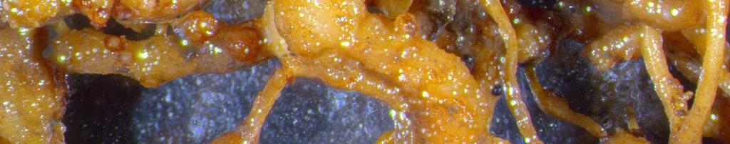 solanacearum-mal, a Corynebacterium insidiosum-mal vagy a Rhizobium japonicum-mal. Kórokozó gombákkal is társulhat.