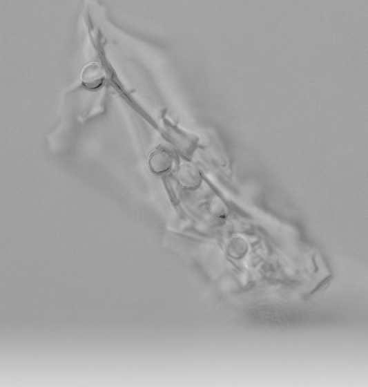 2.3.3. Bionematicidek Trifender (Trichoderma asperellum) A kísérleteim során használt (másik) lehetséges védekezési eljárások egyike a mikrobiológiai készítmények alkalmazása.
