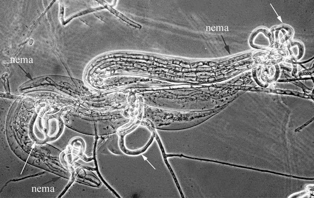 Trichoderma faj) Svédországban, a Trieco (T. viride) Indiában. Ezeket a készítményeket a világ számos országában engedélyezték.