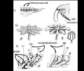 3. ábra. A csillagos májmoha (Marchantia polymorpha) szaporítóképletei. a) a májmohatelep rügykosárkákkal; b) receptakulumok; c) ivarszervek.