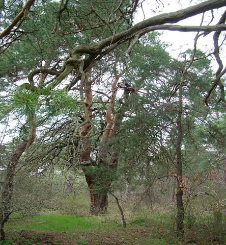 4. Ábra. Az erdeifenyő (Pinus sylvestris) jelenlegi areatérképe (Euforgen nyomán) (A).