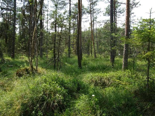 C 5. ábra. Az erdeifenyő (Pinus sylvestris) szélsőséges termőhelyei Dél- és Kelet Európában.