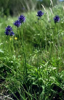 az Alpok-Kárpátok magashegységein találhatók meg, pl. Phyteuma orbiculare (gombos varjúköröm), Primula auricula (medvefül kankalin) (6. Ábra)