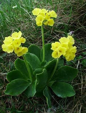 Phyteuma orbiculare - gombos varjúköröm (A) és Primula auricula medvefül kankalin (B) A Dunántúli Középhegység dolomitfelszíneinek maradványflórája igen