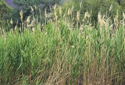 A vízben vagy vizes iszapban gyökerező fajok többségének hajtásai magasan a víz fölé emelkednek, ilyenek egyes sás fajok (Carex), a gyékény (Typha) vagy a nád (Phragmites) (11. Ábra).