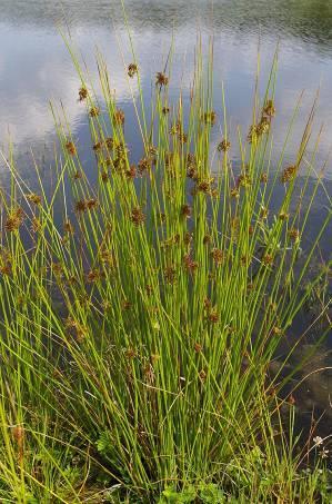 A B 22. Ábra: Magas talajvízszintet jelző fajok A. békaszittyó (Juncus effusus), B. mocsári nőszirom (Iris pseudacorus) Egyes fajok életében a fémionok koncentrációja játszik fontos szerepet.
