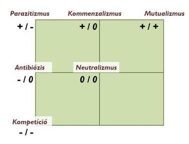5. Ábra: A populációk kölcsönhatásának típusai illetve várható eredményei 7. 2. 1.