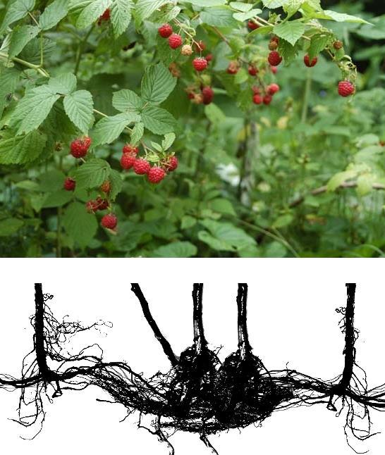 7. Ábra: A málna (Rubus idaeus) és klonális szerkezete A szőlőtőkéken alkalmazott hajtásválogatás is a modulok közötti kompetíció csökkentését szolgálja.
