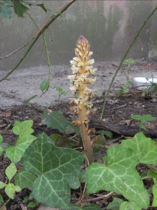 11. Ábra: borostyán vajvirág (Orobanche hederae) (Barabás Sándor felvétele) - Félparaziták azok a fajok, amelyek csak a fotoszintézis kiinduló alapanyagait