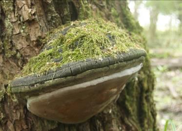 13. Ábra: parázstapló (Phellinus igniarius) 7. 2. 4.