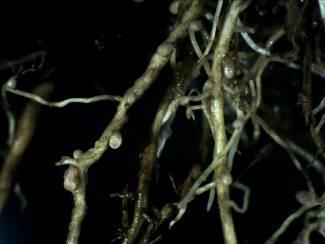 fajai a gyökereiken élő baktériumok segítségével képesek a légköri nitrogént hasznosítani. Ezek a gyökér gümőkben élő Rhizobium baktériumok számukra felvehető formájú nitrogént gyártanak (16. Ábra).