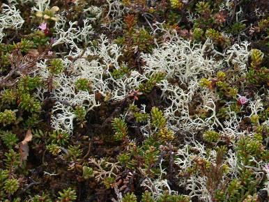 az alga nem lenne életképes (17. Ábra). A B 17. Ábra: A. rénszarvas zuzmó (Cladonia sp.) és B.