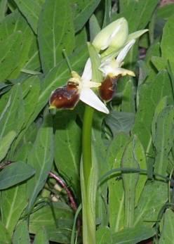 Jól ismert az orchideák és megporzóik közötti szoros kapcsolat. A növény nem bízza a véletlenre a megporzását és irányítottan helyezi pollenjét egy terjesztő partner, a megporzó gondjaira.