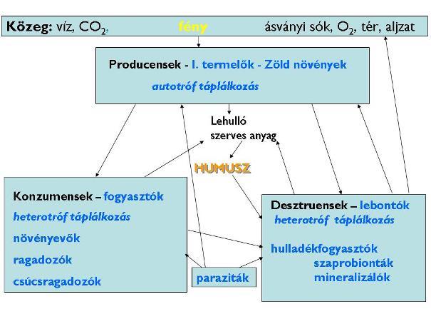 1. Ábra: Az ökoszisztéma vázlatos ábrája 8. 1. Az ökoszisztéma jellemzők: - Nyílt rendszer, mert külső anyag- és energiaforrást használ.