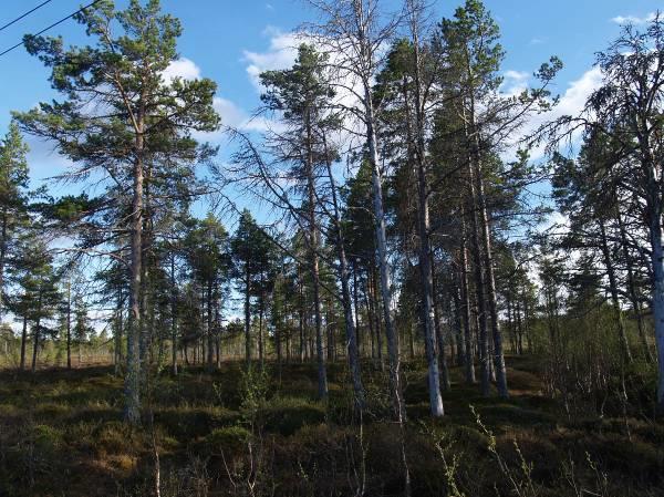 5. Ábra: Boreális erdő képe nyír fajokkal (Betula pubescens, B.