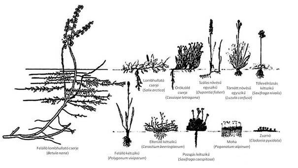 6. Ábra: Az arktikus vegetációra jellemző növekedési formák: Betula nana heverő törpecserje; Salix arctica (lombhullató törpecserje); Cassiope tetragona (örökzöld cserje); Dupontia fisheri (tarackos