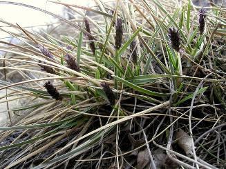 363 4. Ábra: A Sesleria sadleriana - budai nyúlfarkfű - sötétlila kalászai a budai Sashegy dolomitján (Halász Antal felvétele) 10. 3.