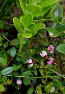 Comarum palustre, Vaccinium oxycoccus, 12.