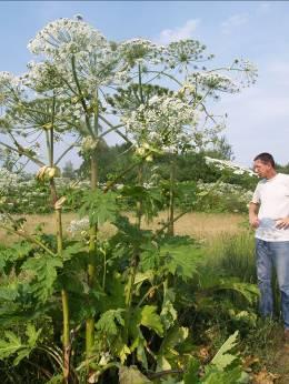 375 16. Ábra: Heracleum sosnowski az óriás medvetalp a kaukázus térségéből származik 10. 5.