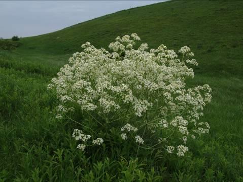 383 22. Ábra: Crambe 