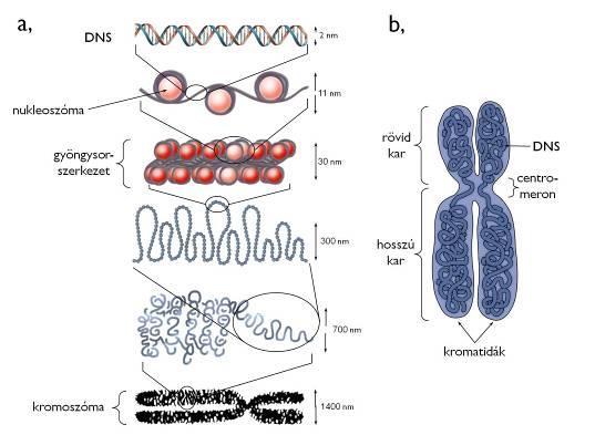 13. ábra. Az örökítőanyag csomagolódása (a) és a kromoszóma felépítése (b). (Internetes források nyomán; a - http://biology.westfield.ma.edu, b - http://www.downsyndromenipt.