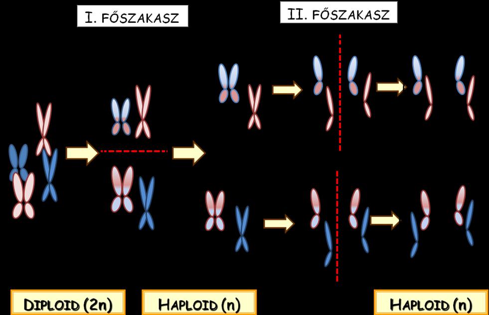 15. Animáció a meiózis folyamatáról: a kromoszómák és a kromatidák mozgását és szétválását mutatja be. Mindkét főszakasz a mitózisnál megismert módon tagolható kisebb szakaszokra.