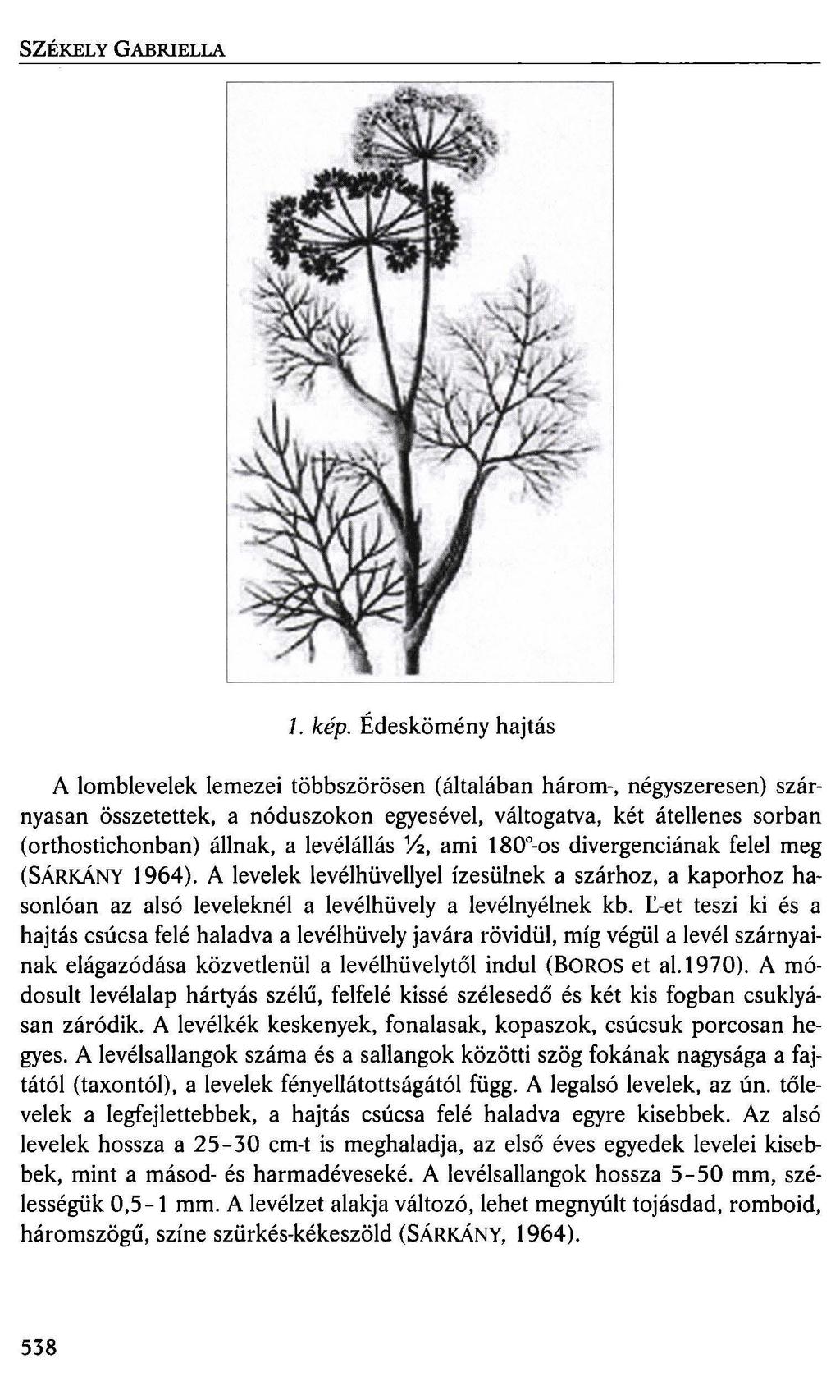 SZÉKELY GABRIELLA 1. kép.
