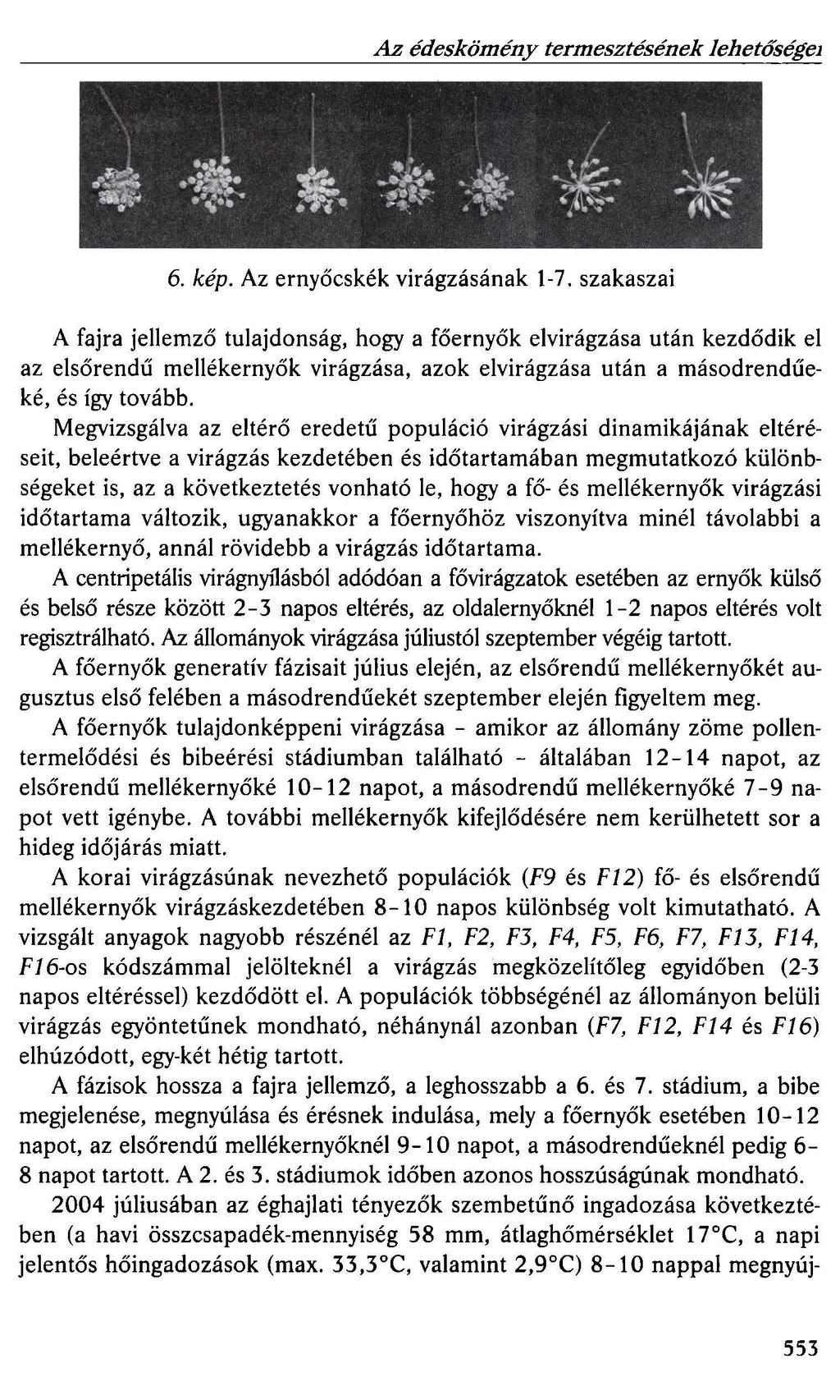 Az édeskömény termesztésének lehetőségei 6. kép. Az ernyőcskék virágzásának 1-7.