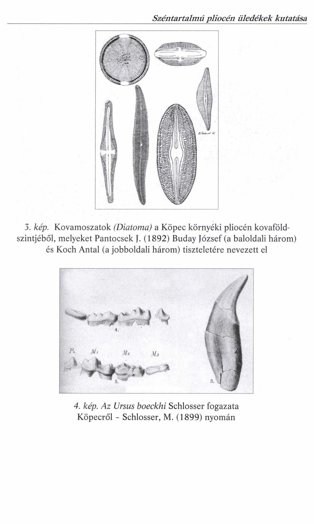 Széntartalmú pliocén üledékek kutatása 3. kép. Kovamoszatok (Diatoma) a Köpec környéki pliocén kovaföldszintjéből, melyeket Pantocsek J.