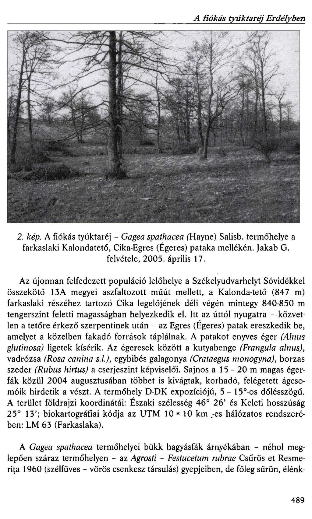 A fiókás tyúktaréj Erdélyben 2. kép. A fiókás tyúktaréj - Gagea spathacea (Hayne) Salisb. termőhelye a farkaslaki Kalondatető, Cika-Egres (Égeres) pataka mellékén. Jakab G. felvétele, 2005.
