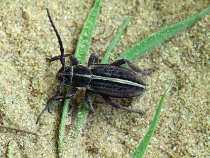 decipiens), hím (fotó: Németh Tamás) 23. ábra.