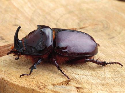 534 Merkl Ottó és Szénási Valentin Dorcus parallelipipedus (Linnaeus, 1758) (szarvasbogárfélék Lucanidae) kis szarvasbogár Magyarországon mindenütt megtalálható, ahol bármilyen fás növényzet