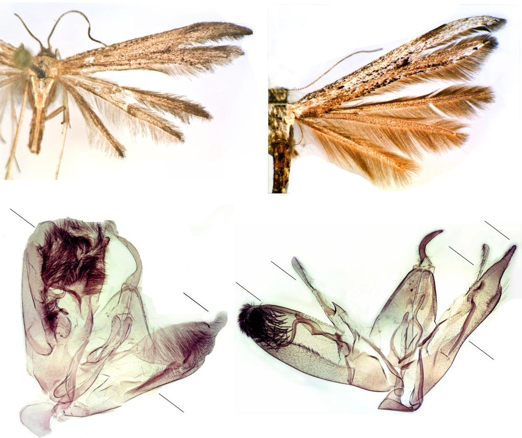 Microlepidoptera.hu 8 (2015) 15 3a 4a 3b 4b 3. ábra Figure 3. Emmelina argoteles: 3a.