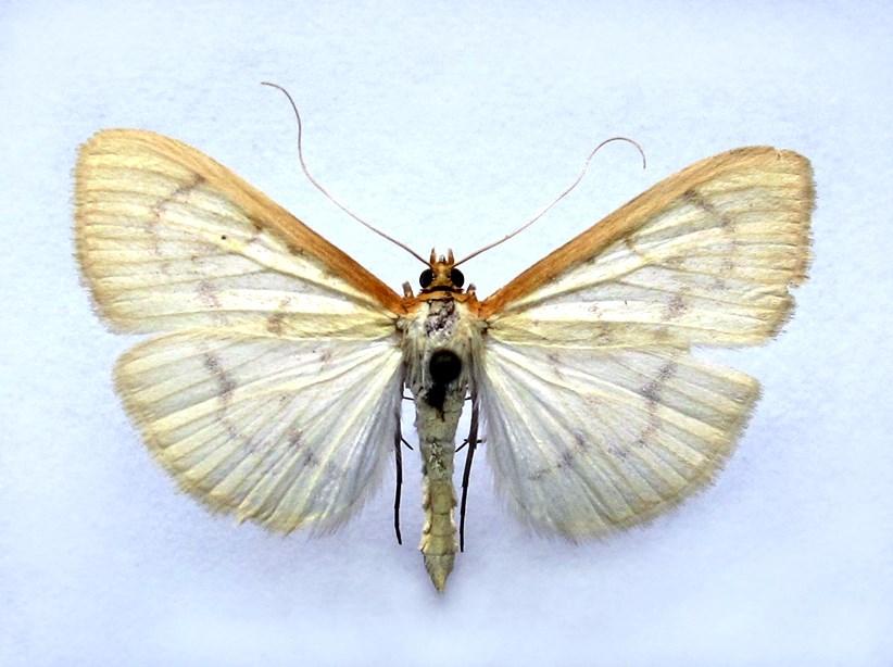 First locality of Hodebertia testalis in Hungary: Mezőtúr Vándorlásra hajlamos faj, Közép-Európában alkalmi vendégként megjelenhet, leginkább ősszel. A mediterrán régiótól északra nem ismert.