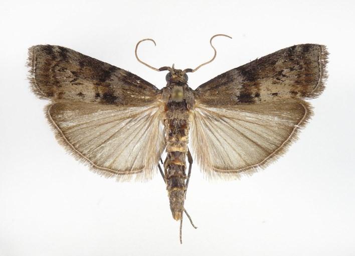 Phycita torrenti, imágo/adult, 22,8 mm, Csákberény,