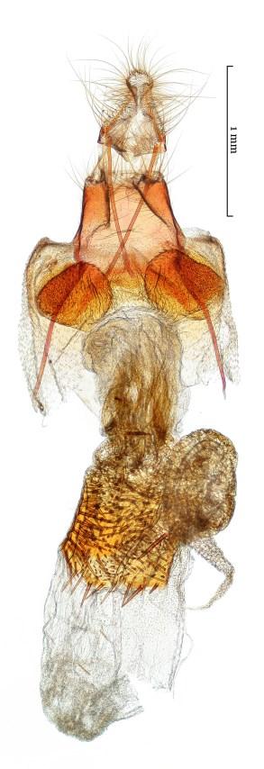 Slamka) 5. ábra Figure 5.