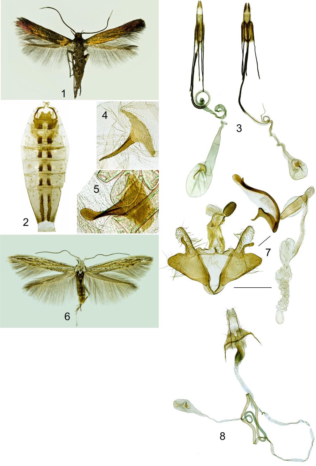 Microlepidoptera.hu 8 (2015) 41 Fig. 1. Coleophora parvicuprella, adult, wingspan 9,5 mm, Macedonia, Bošava, Besvica, 2-3.VI.2014, leg., det., coll. and photo Ig. Richter Fig. 2. Coleophora parvicuprella, female abdomen (photo Ig.